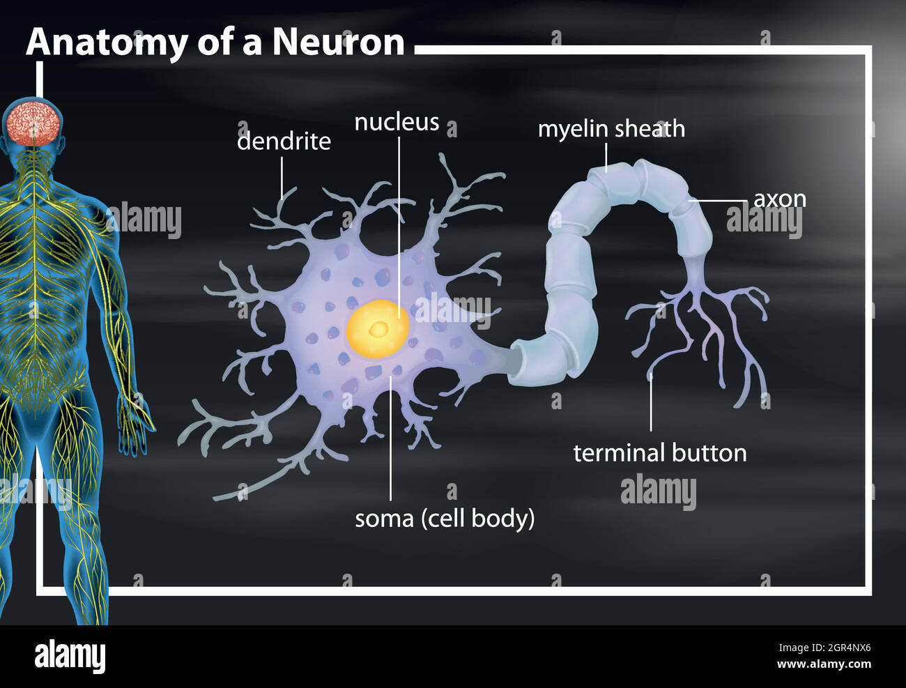 Anatomy of a neuron Stock Vector