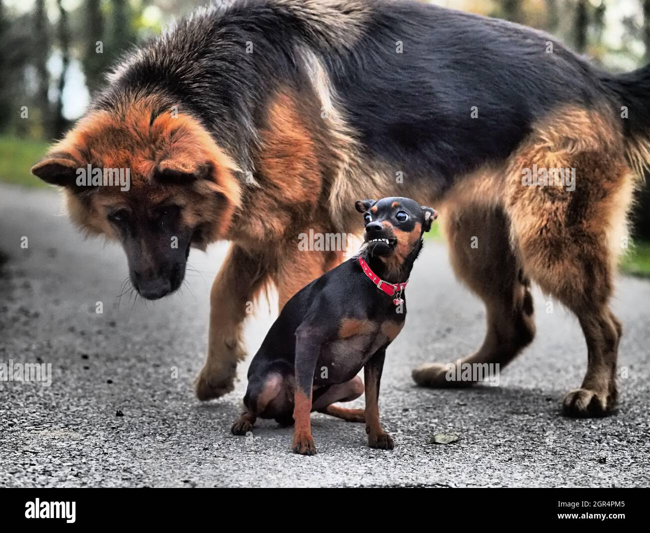German shepherd puppy snarling hi-res stock photography and images - Alamy