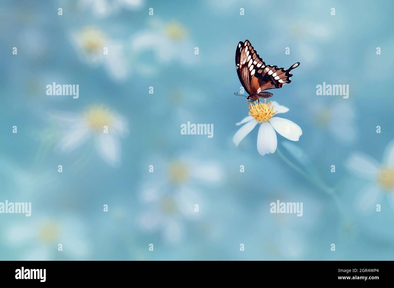 Bright Butterflies High Resolution Stock Photography and Images Alamy