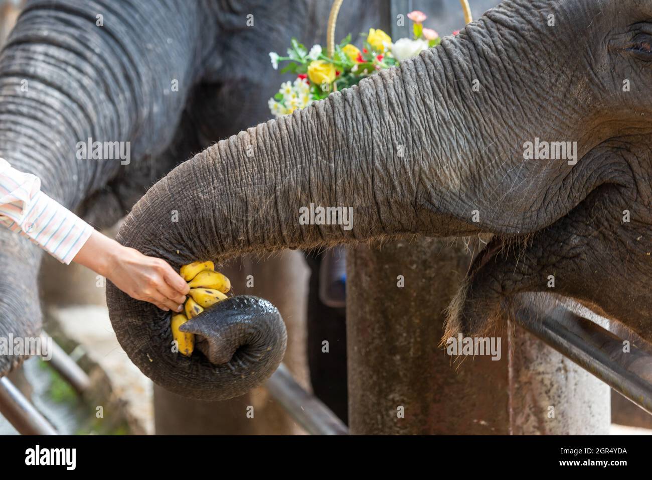 Feed The Elephants, His Hands Are Giving The Elephants Bananas Stock