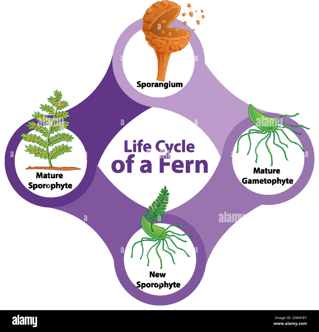 Life Cycle of a Fern Diagram Stock Vector