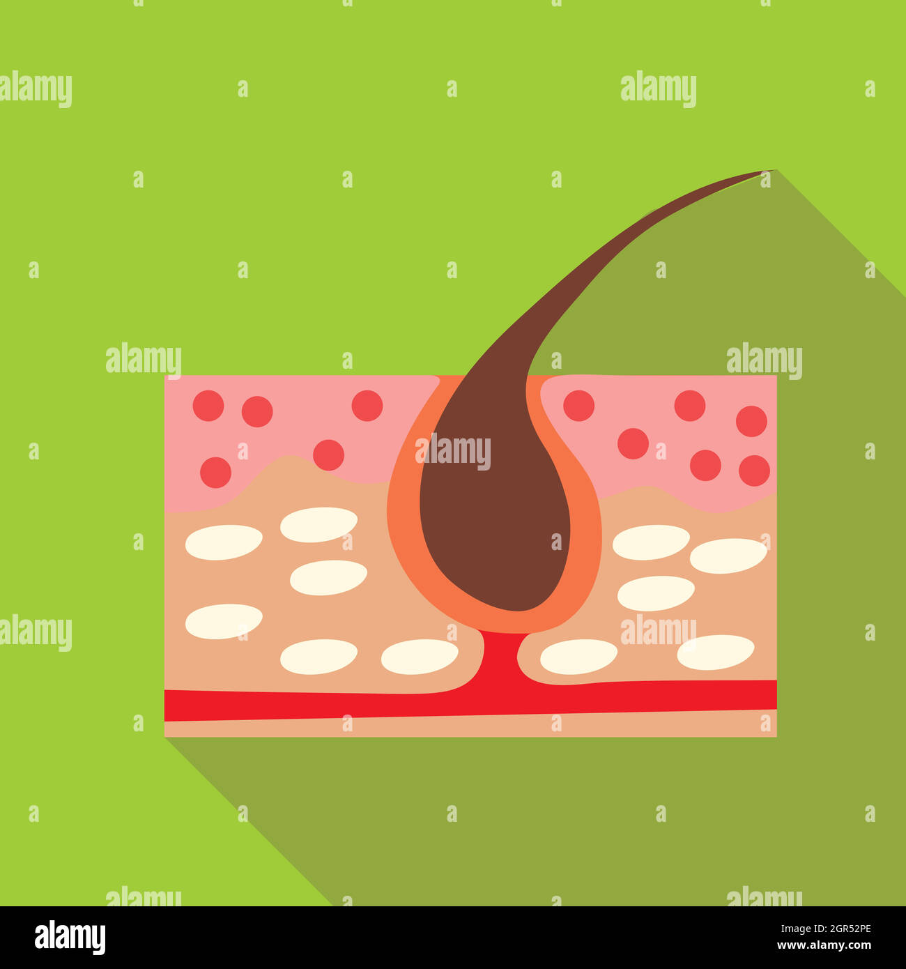 Hair growth treatment Stock Vector Images Alamy Hair growth treatment Stock Vector Images Alamy