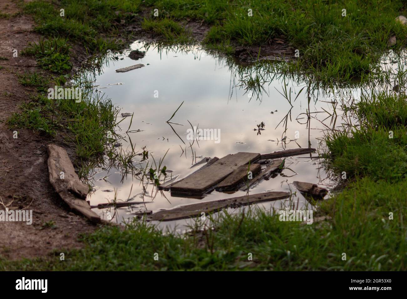 Image*After : photos : swamp mud muddy water reflection swampy grass growing