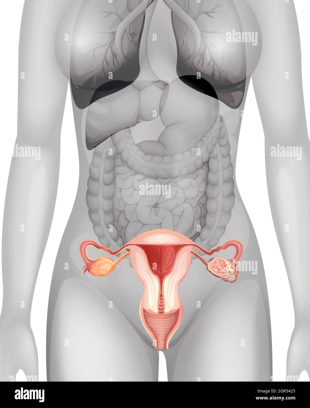 Female genitals in human body Stock Vector