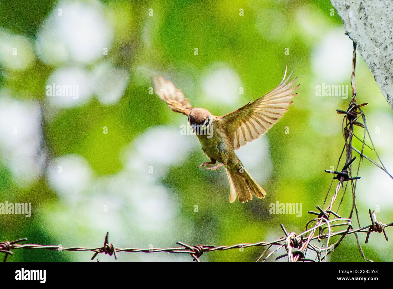 Sparrow wing spread hi-res stock photography and images - Alamy