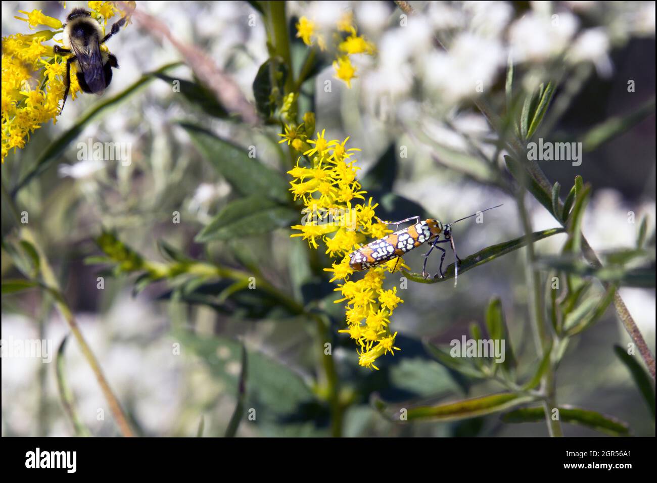 Orange and black moth hi-res stock photography and images - Alamy
