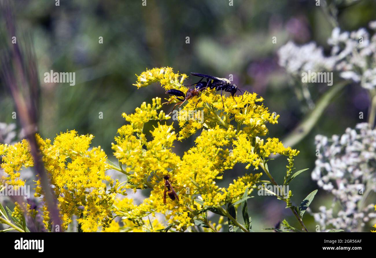 Macro black Common Thread-waisted Wasp (Eremnophila aureonotata) on yellow goldenrod flower on sunny day Stock Photo