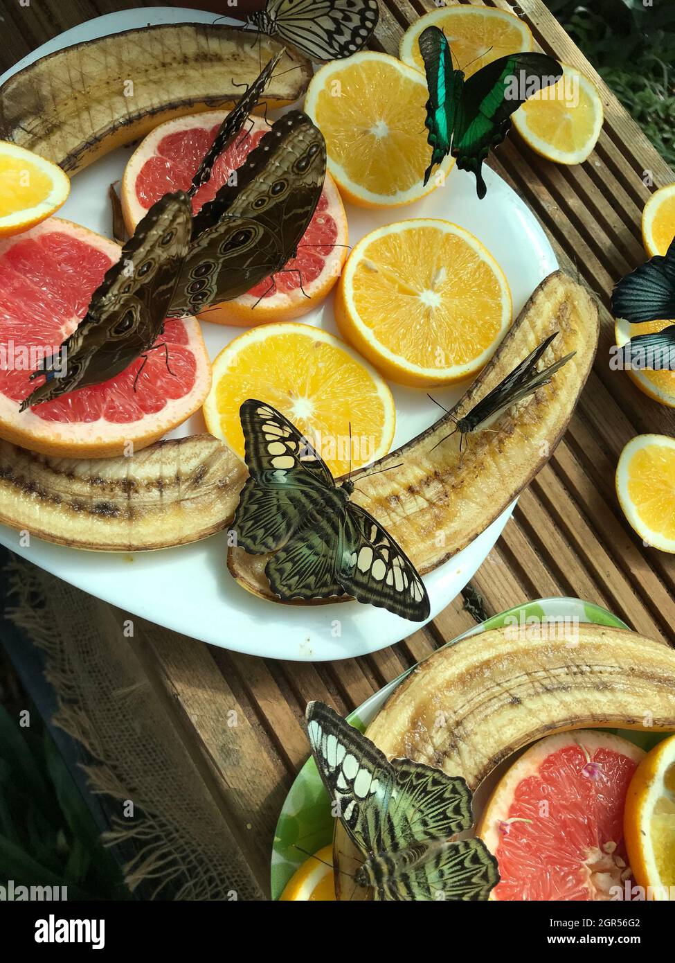 Beautiful Butterflies Are Eating Fruits Stock Photo Alamy