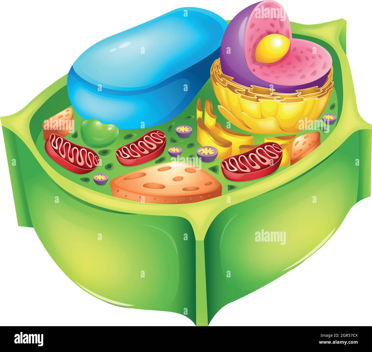 Plant cell Stock Vector