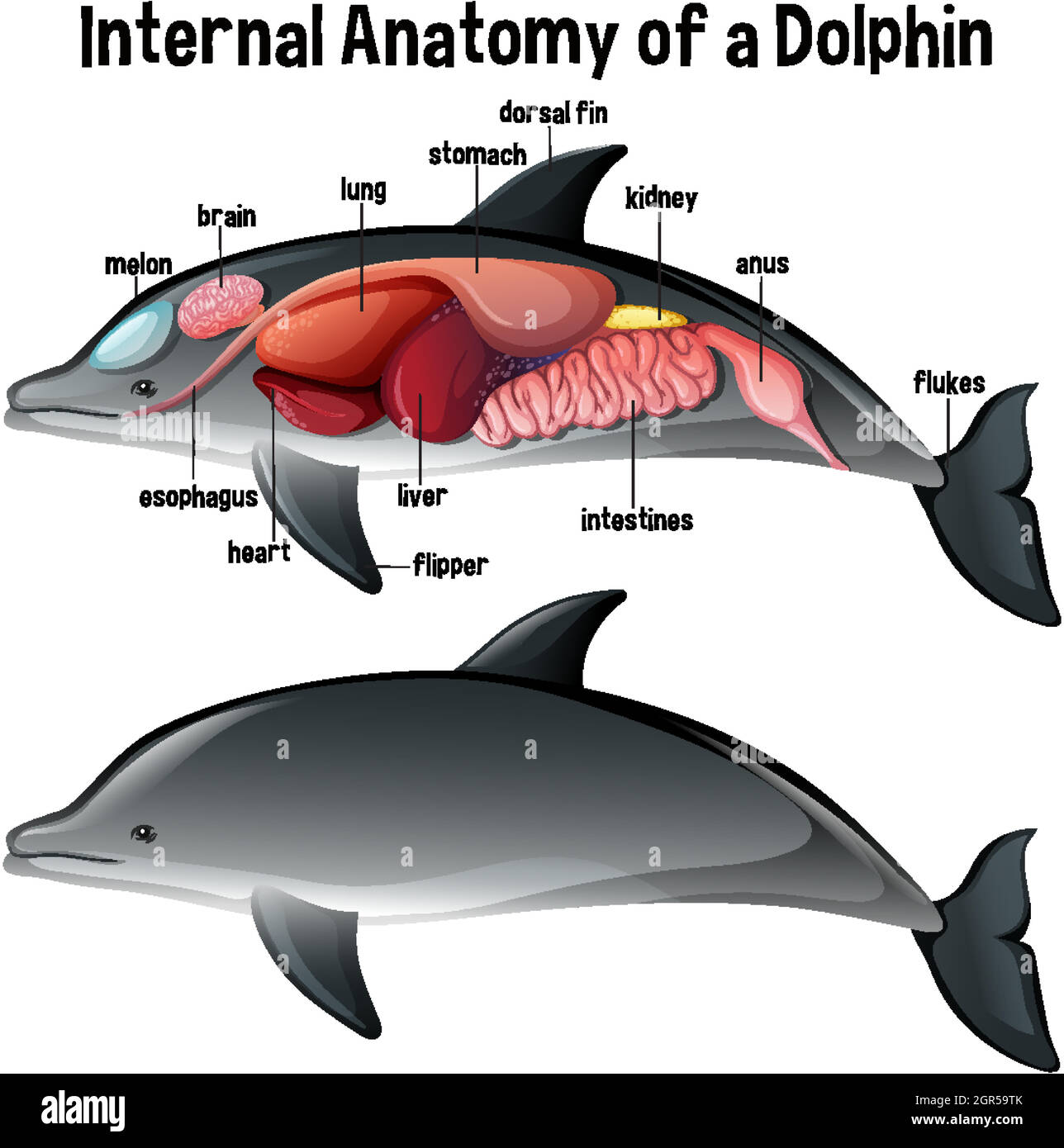 Internal Anatomy of a Dolphin with label Stock Vector