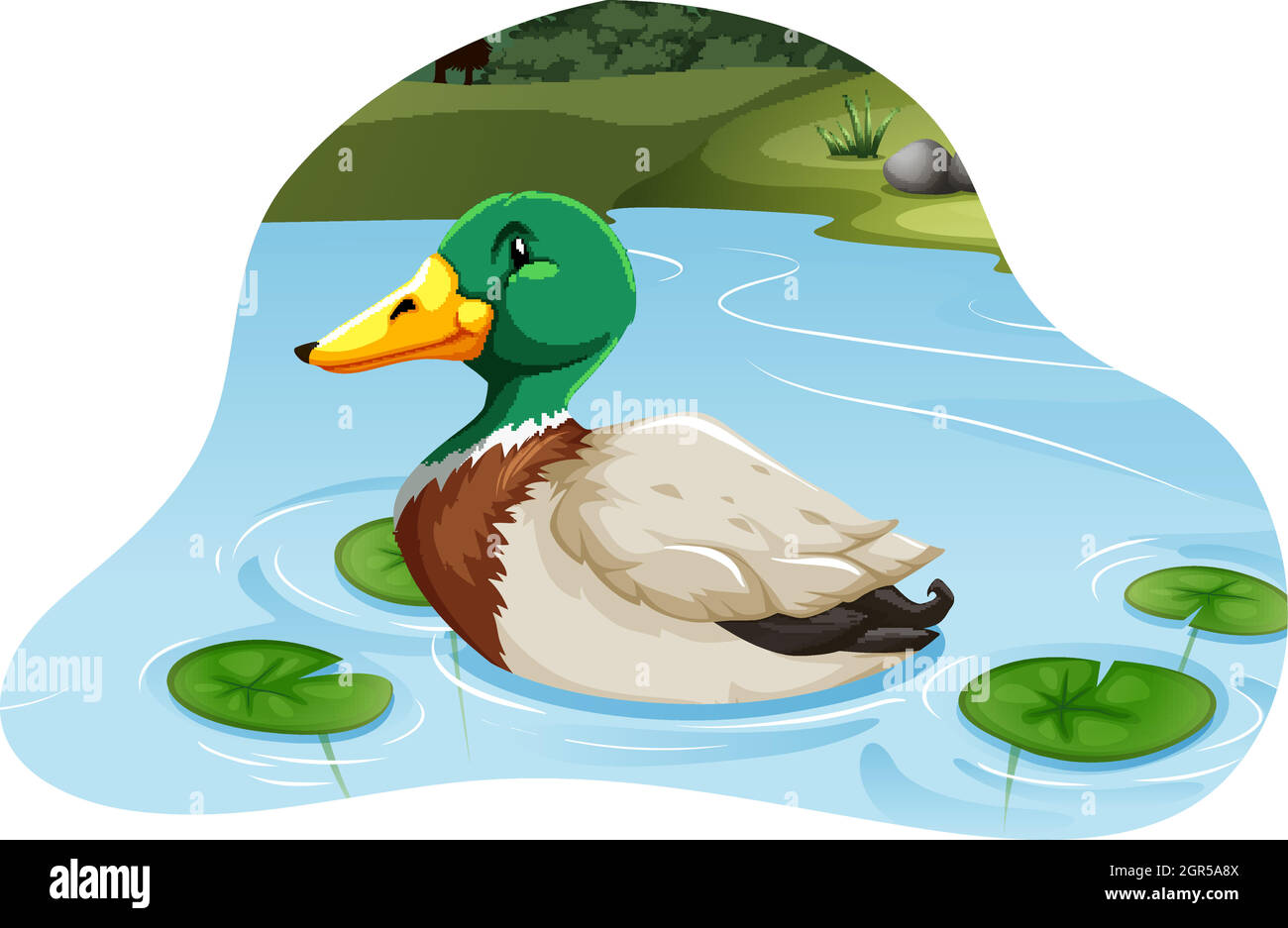 Mallard duck Stock Vector