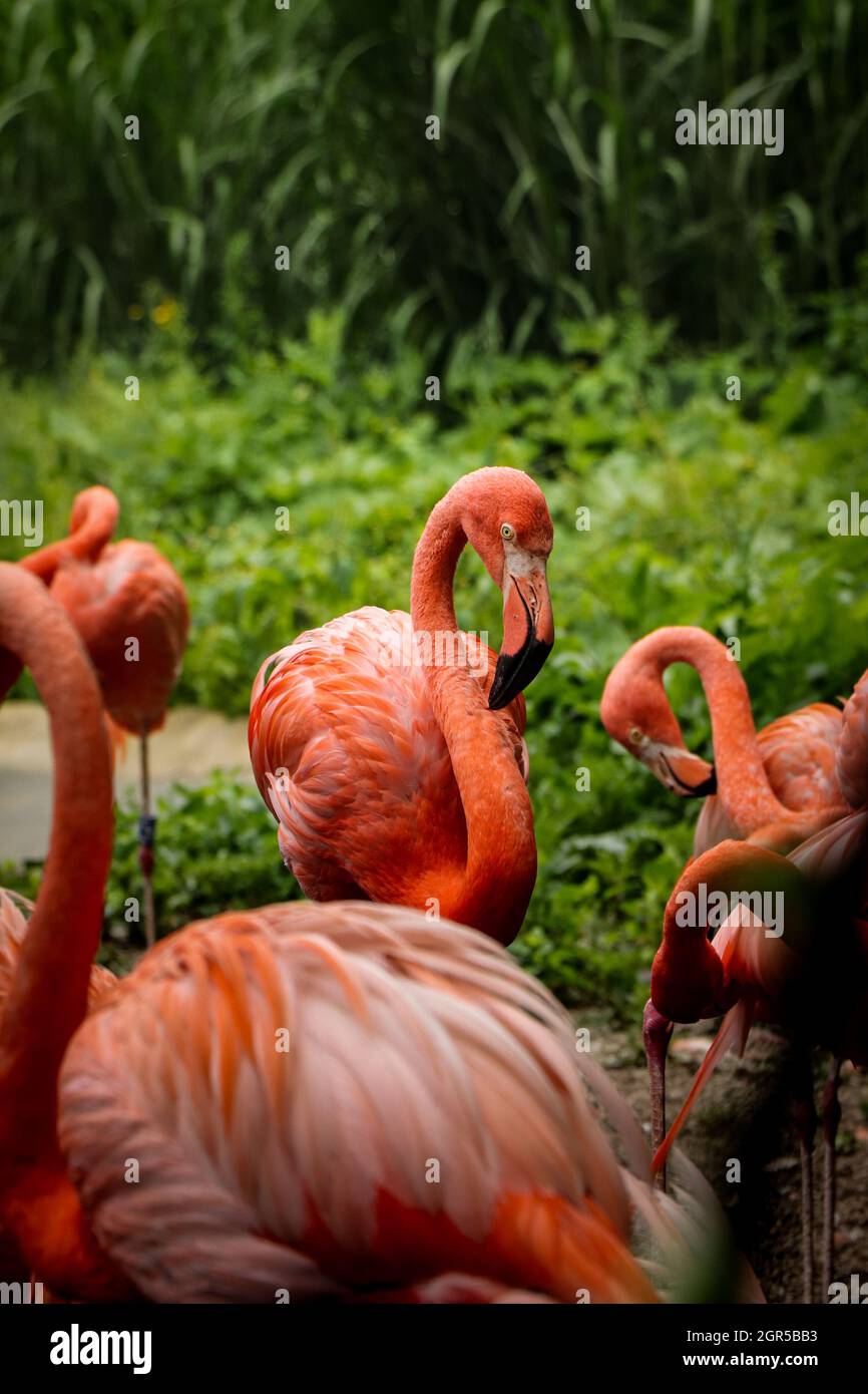 American Flamingo Is Ashamed To Show All Its Beauty In Front Of Lens Teenager Phoenicopterus Ruber Stock Photo Alamy American Flamingo Is Ashamed To Show All Its Beauty In Front Of Lens Teenager Phoenicopterus Ruber Stock Photo Alamy