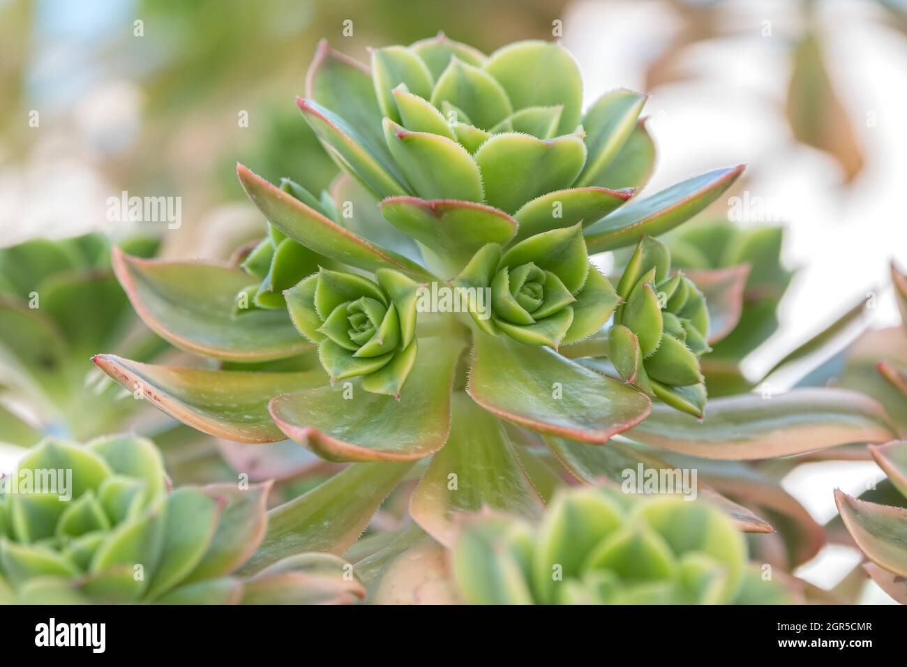 Artichoke bloom pot hires stock photography and images Alamy