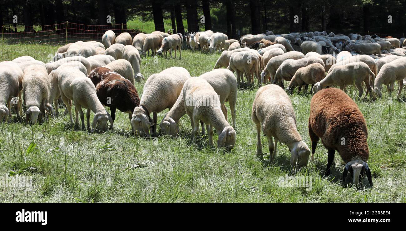 Many Grazing Sheep In The Green Meadown Stock Photo