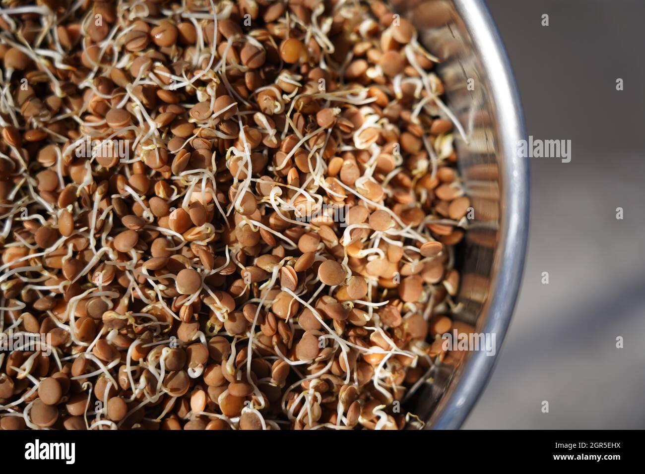 Sprouted Lentils Stock Photo