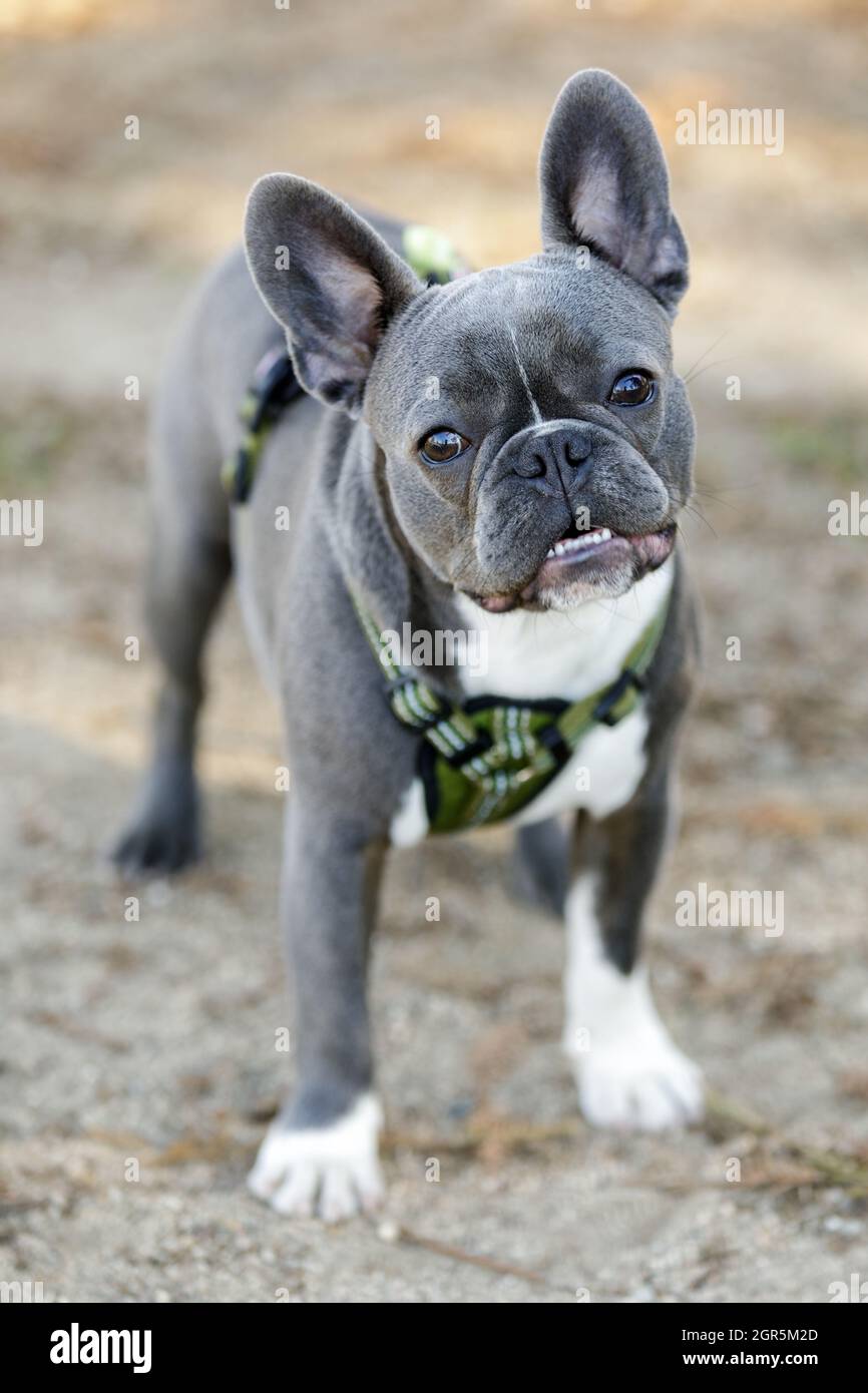 Blue And White Pied French Bulldog Puppy Posing. Off-leash Dog Park In  Northern California Stock Photo - Alamy