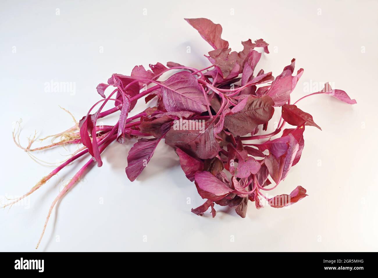 The red spinach, Amaranthus dubius, gets its name from its bright, red coloured leaves. The leafy vegetables are a staple diet in many parts of India Stock Photo