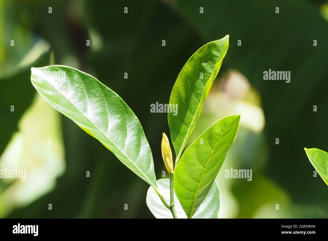 Green Leaf Stock Photo