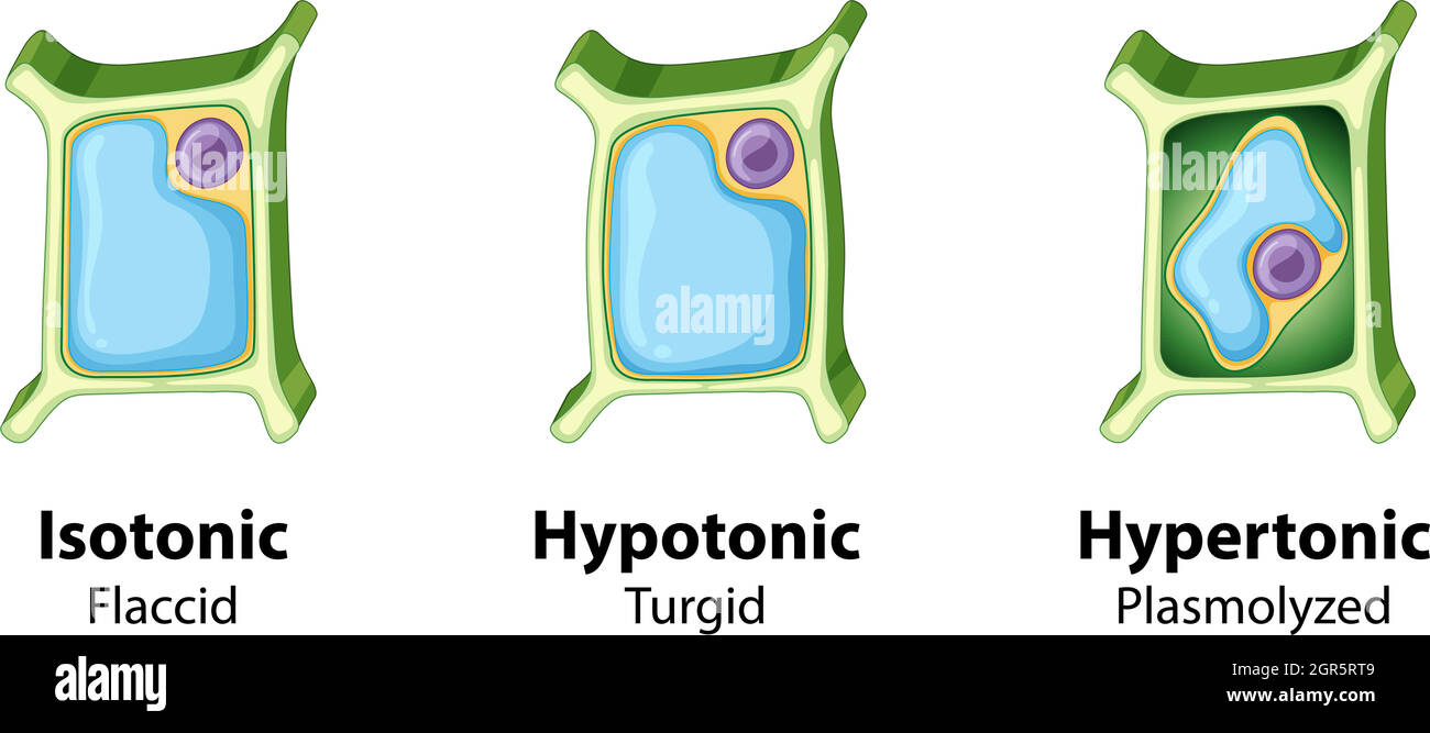 Diagram showing plant cell on isolated background Stock Vector Image