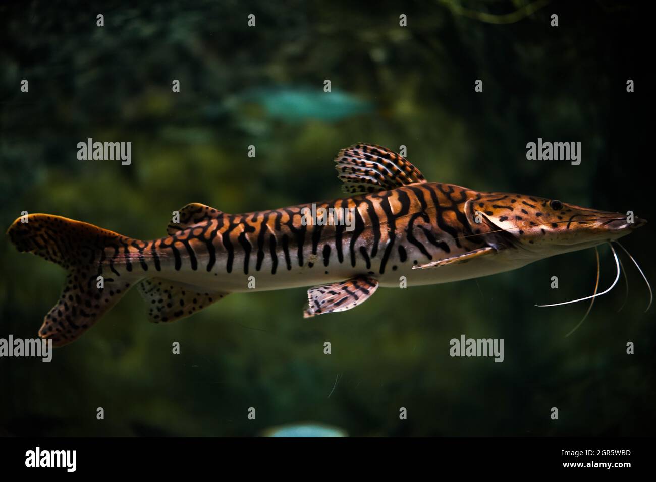 Aquarium catfish hires stock photography and images Alamy