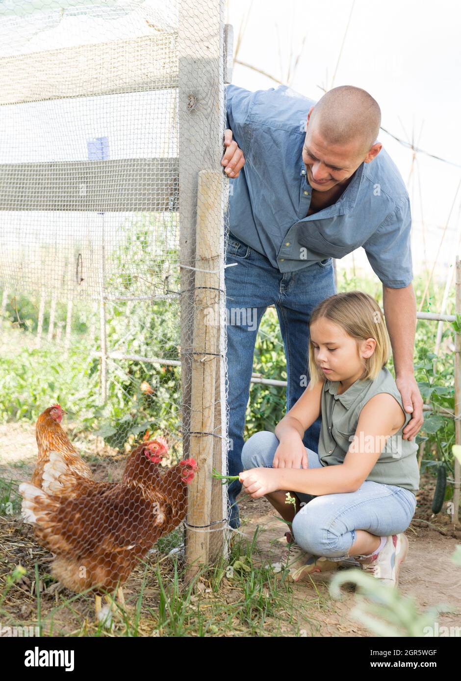 Father and her daughter feed chickens in chicken coop in backyard of