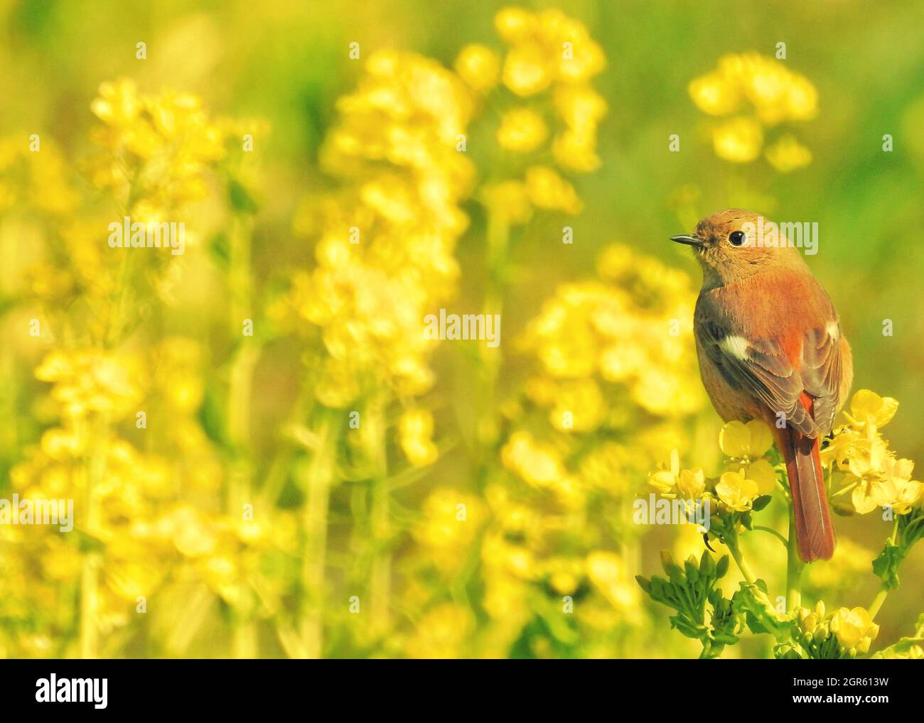 The Wildbird And Field Mustards Stock Photo Alamy