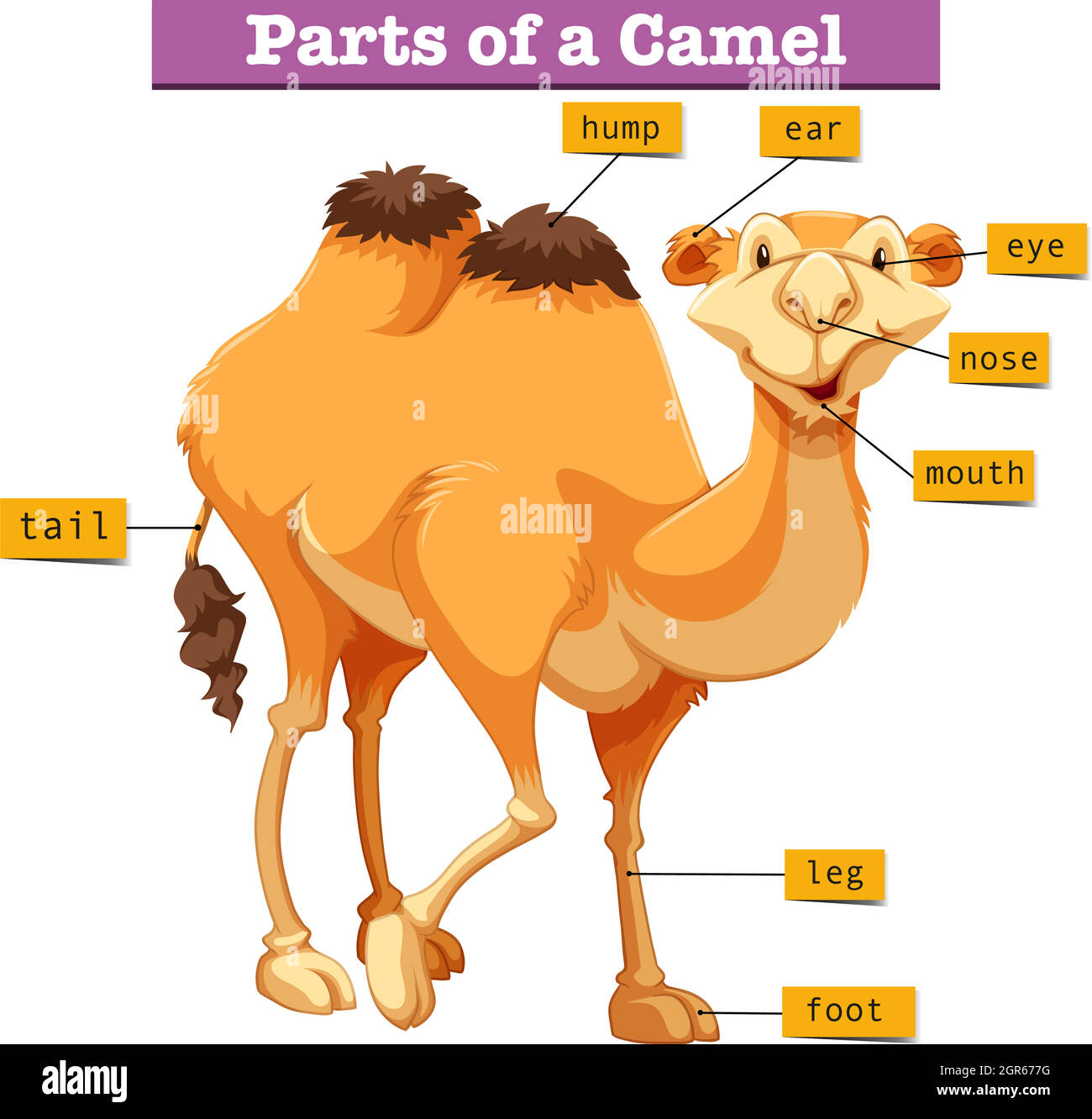Diagram showing parts of camel Stock Vector
