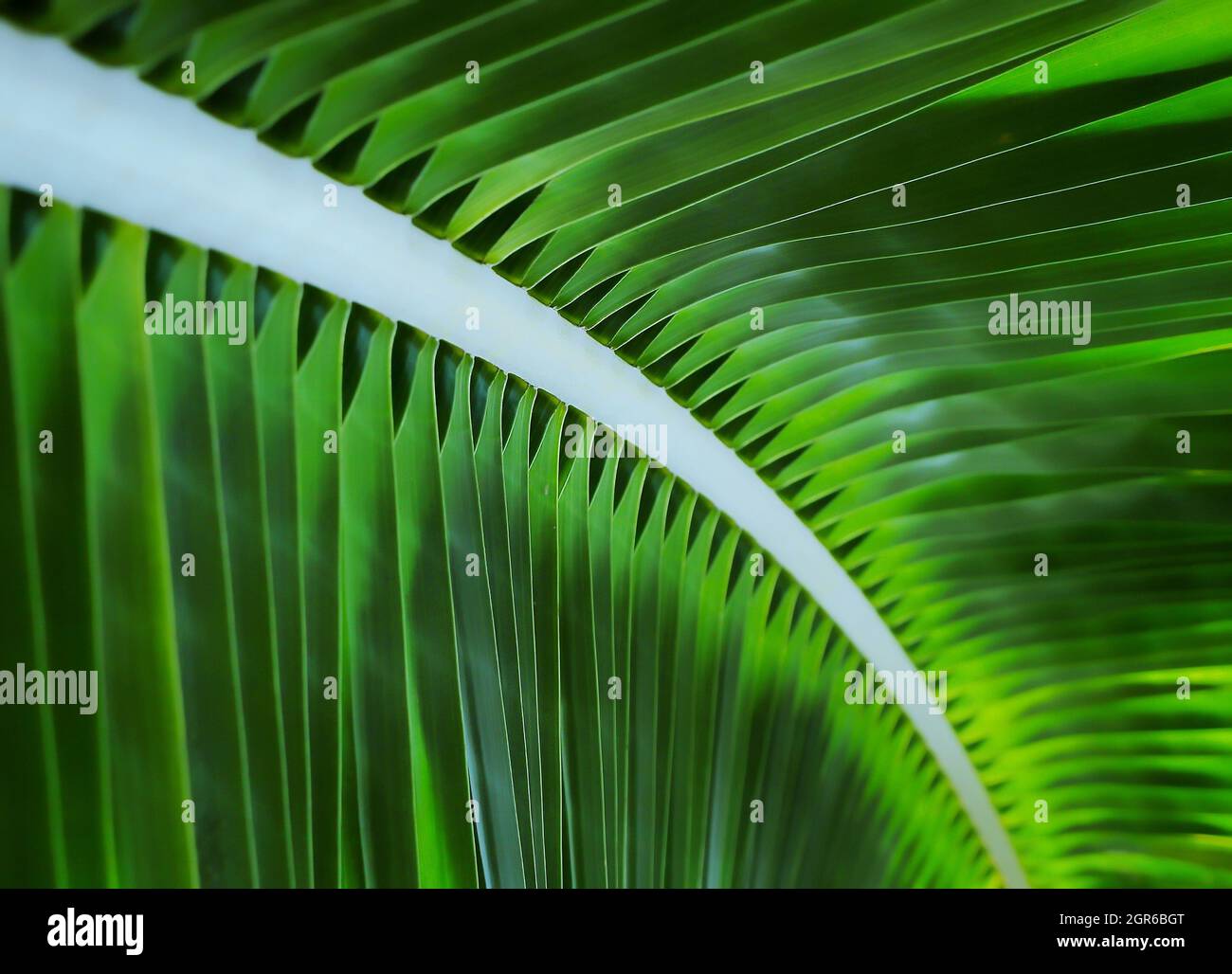 Coconut Tree Fronds Stock Photo Alamy