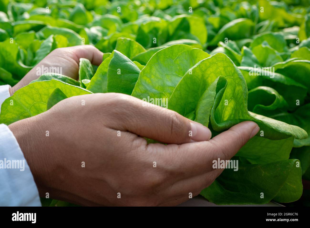 Woman Hand Holding Butterhead Vegetables In The Smart Greenhouse Plant