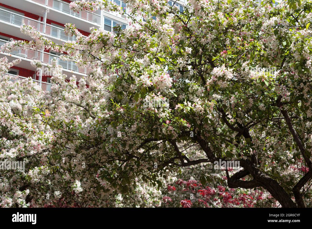 cherry blossom trees in full bloom in courtyard of the staff housing complex of New York University in the West Village, staff housing building in bac Stock Photo