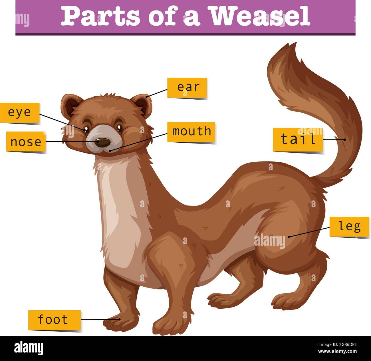 Different parts of weasel Stock Vector