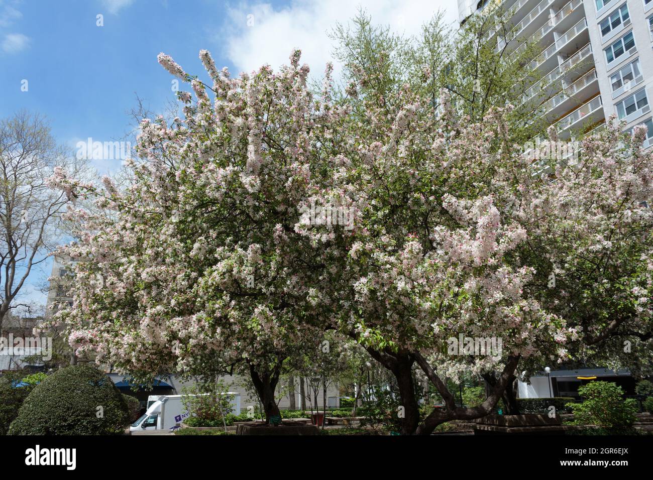 cherry blossom trees in full bloom in courtyard of the staff housing