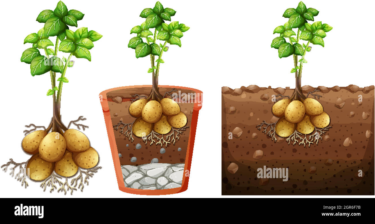 Set of potato plant with roots isolated on white background Stock