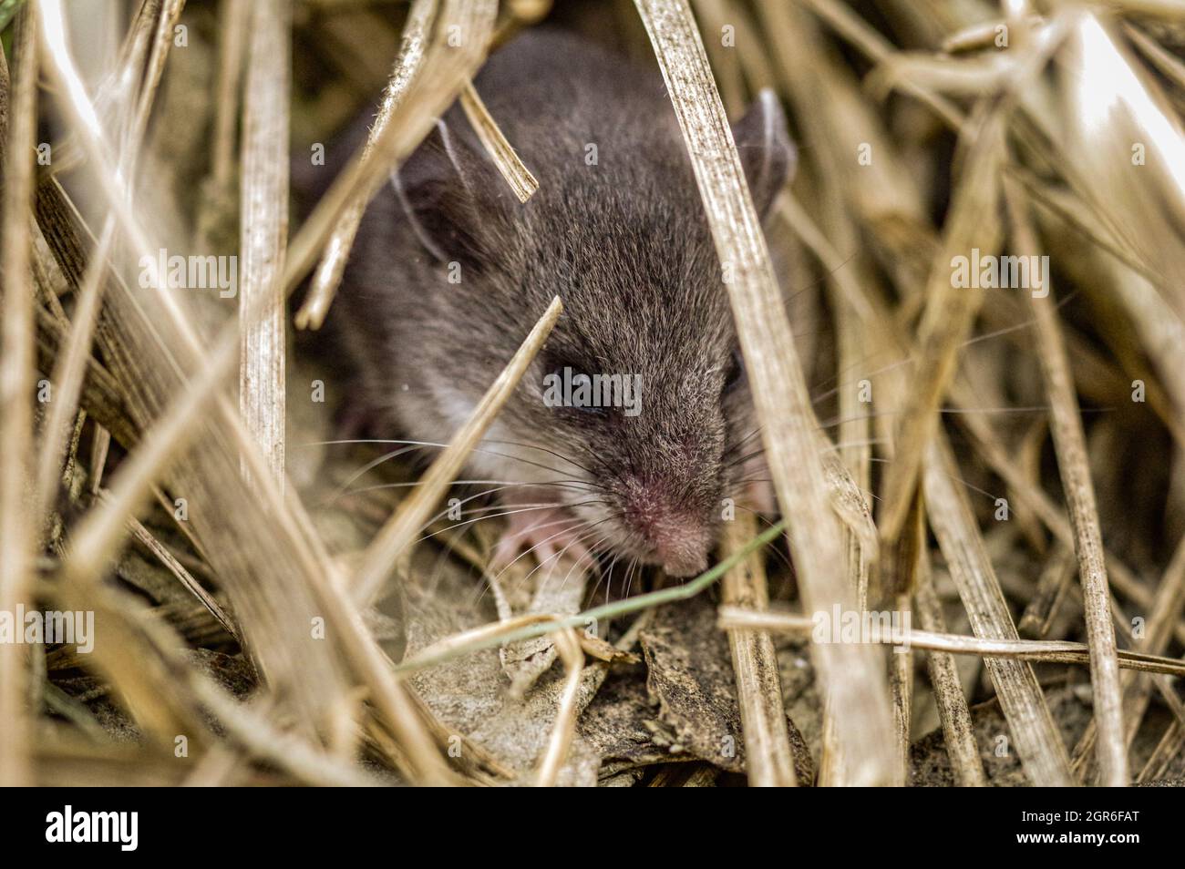 Close-up Of An Mouse Stock Photo