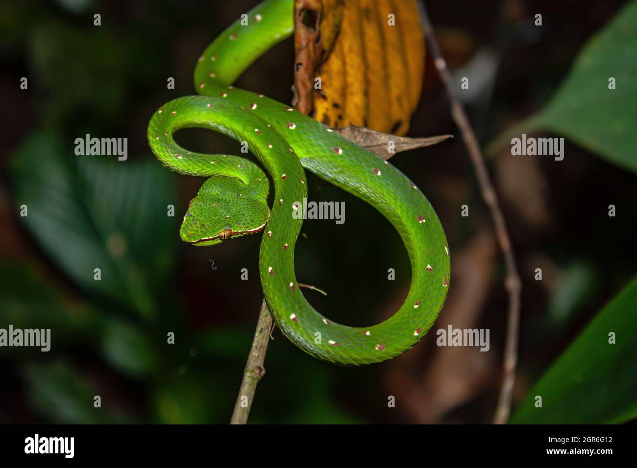 Bornean Keeled Green Pit Viper Stock Photo