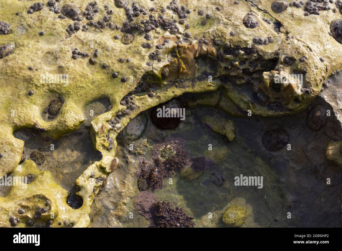 Closeup shot of arthonia vinosa for wallpaper and background Stock Photo