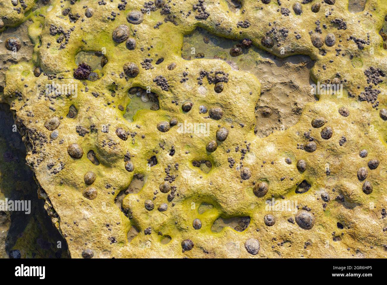 Closeup shot of arthonia vinosa for wallpaper and background Stock Photo