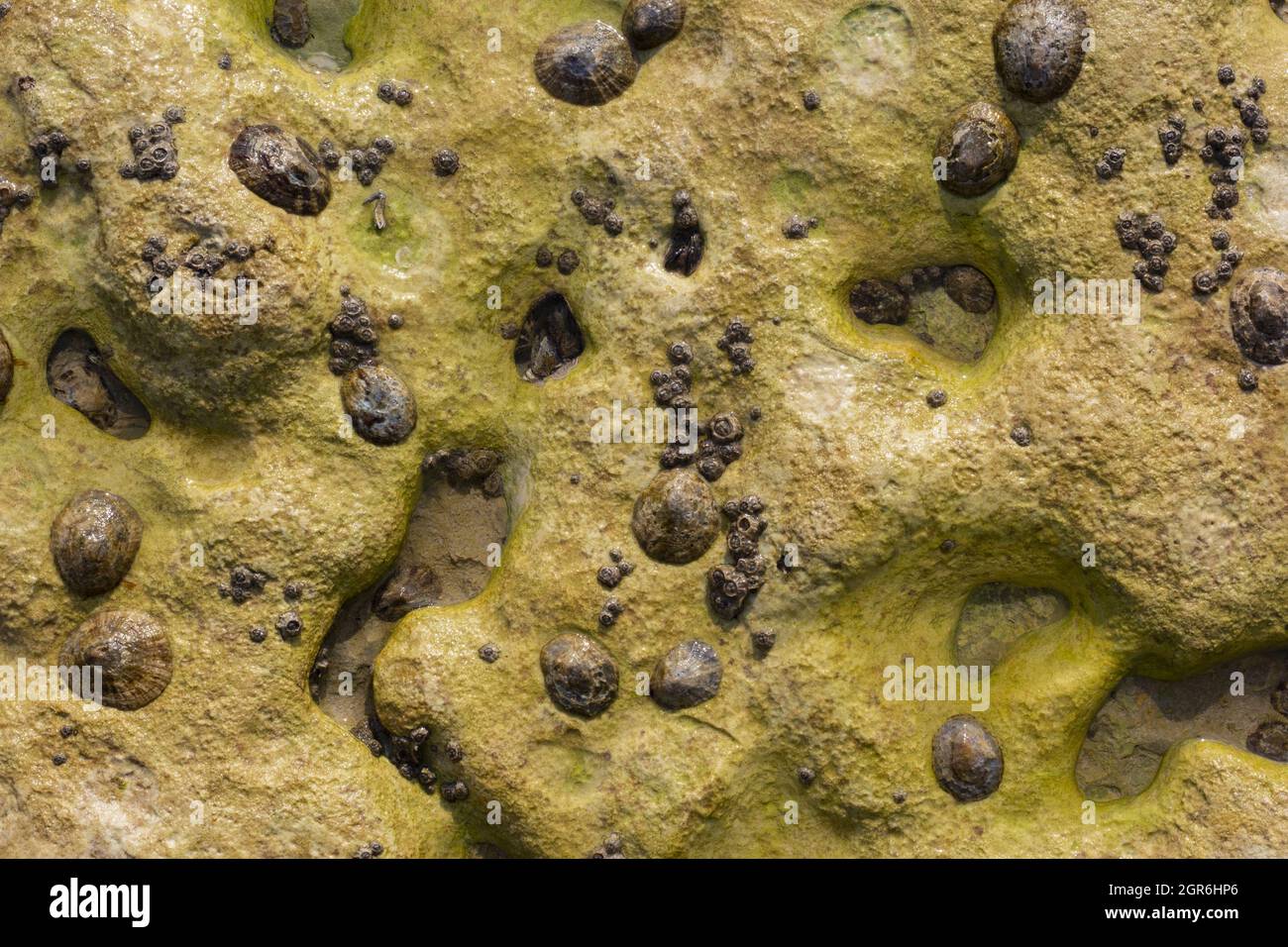 Closeup shot of arthonia vinosa for wallpaper and background Stock Photo