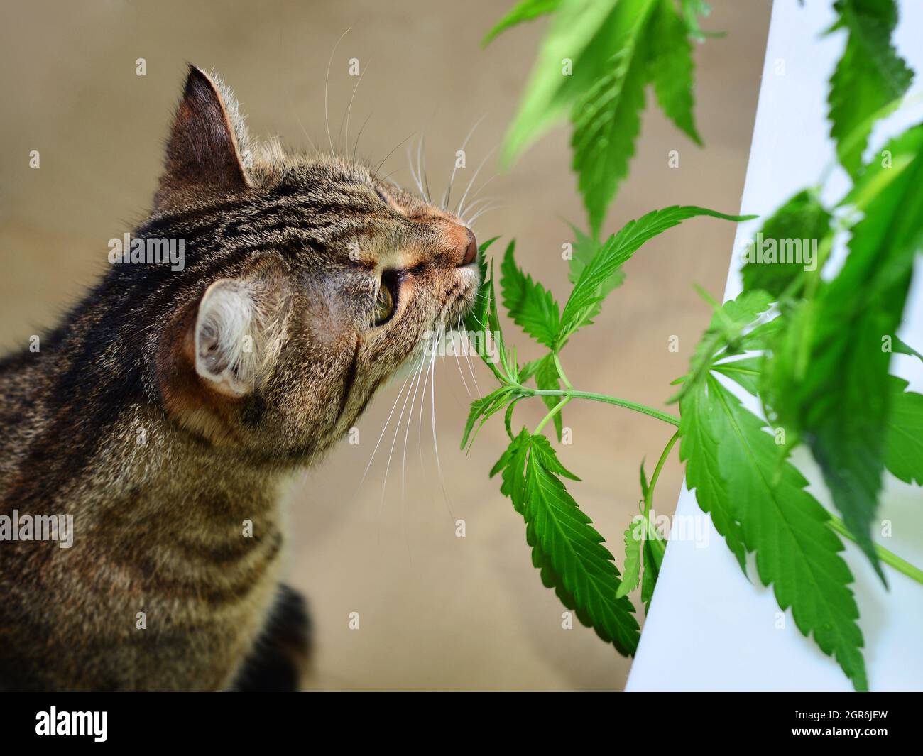 Cat marijuana hires stock photography and images Alamy