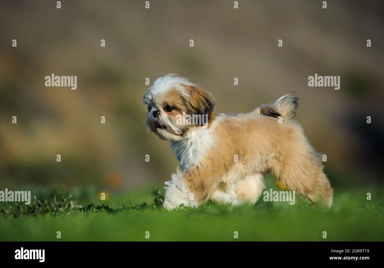 Dog On Field Stock Photo