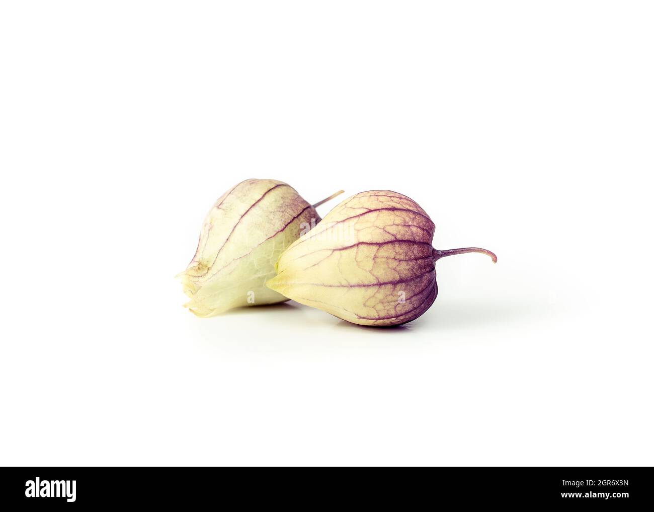 Two tomatillos with purple husks. Known as Mexican husk tomato and Physalis philadelphica. Used baked, roasted or boiled in salsa recipes and Mexican Stock Photo
