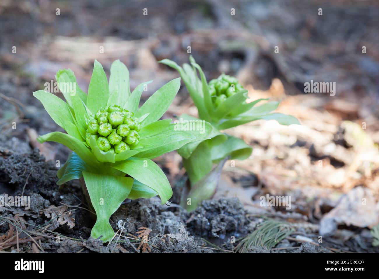 Close-up Of Buds Of Butterbur Plant Stock Photo