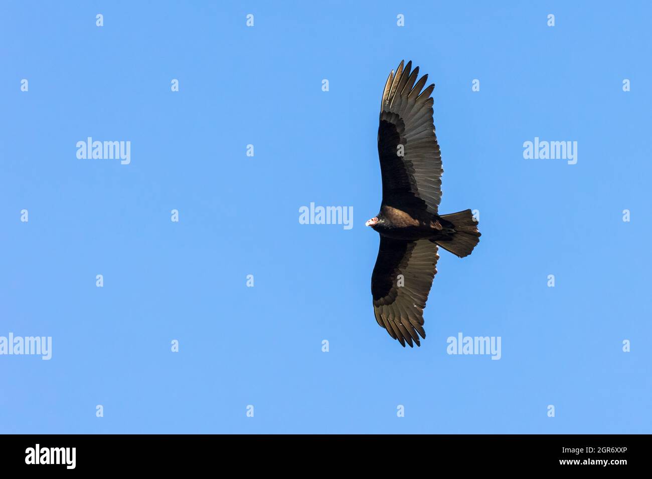 Low Angle View Of Turkey Vulture Flying Against Clear Blue Sky Stock Photo