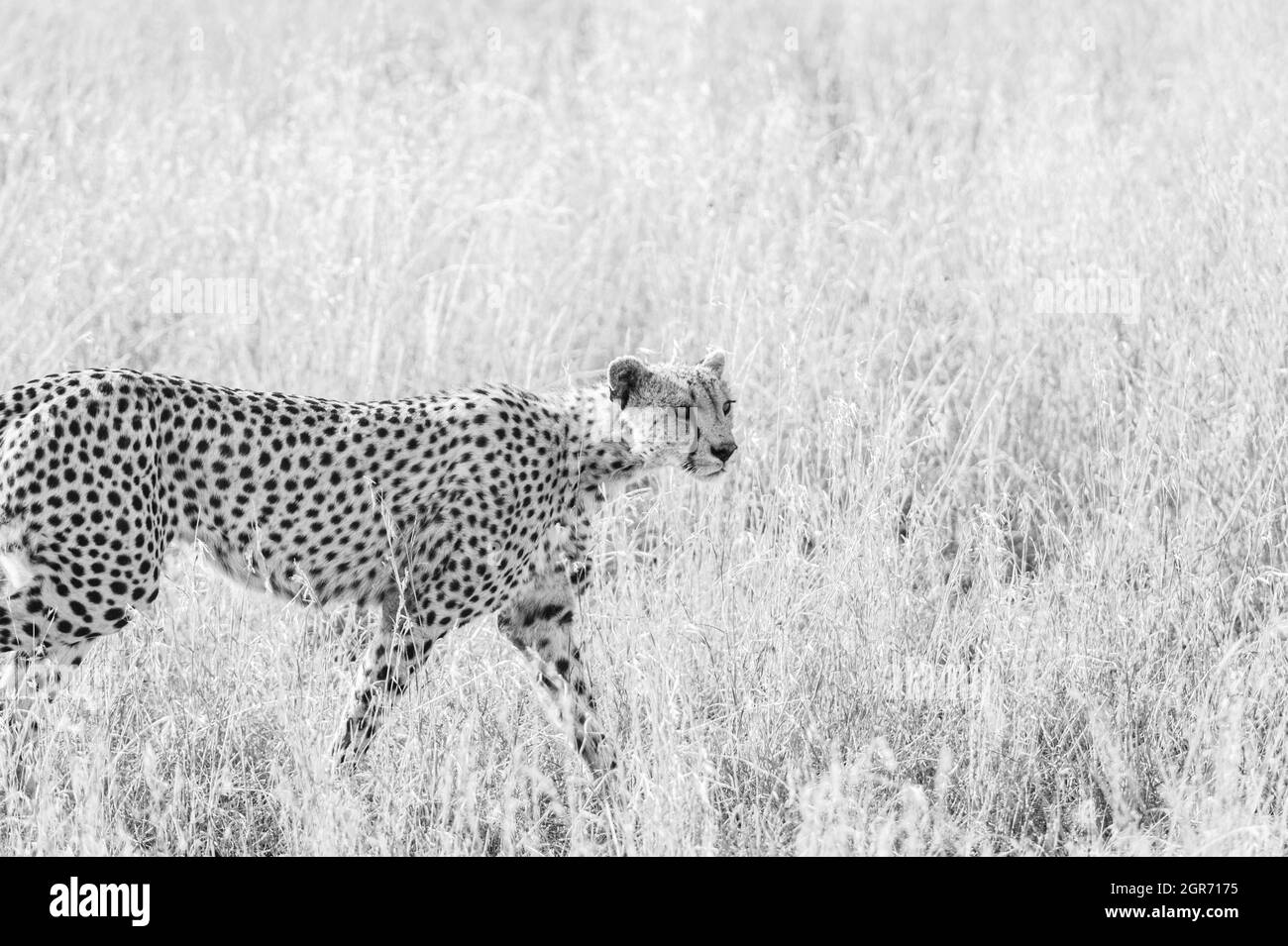 Cheetah view Black and White Stock Photos & Images - Alamy