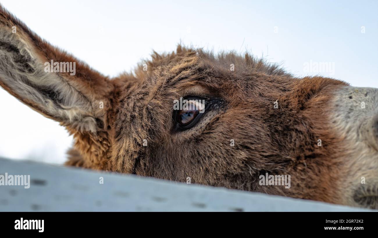 Donkey close up snow hi-res stock photography and images - Alamy