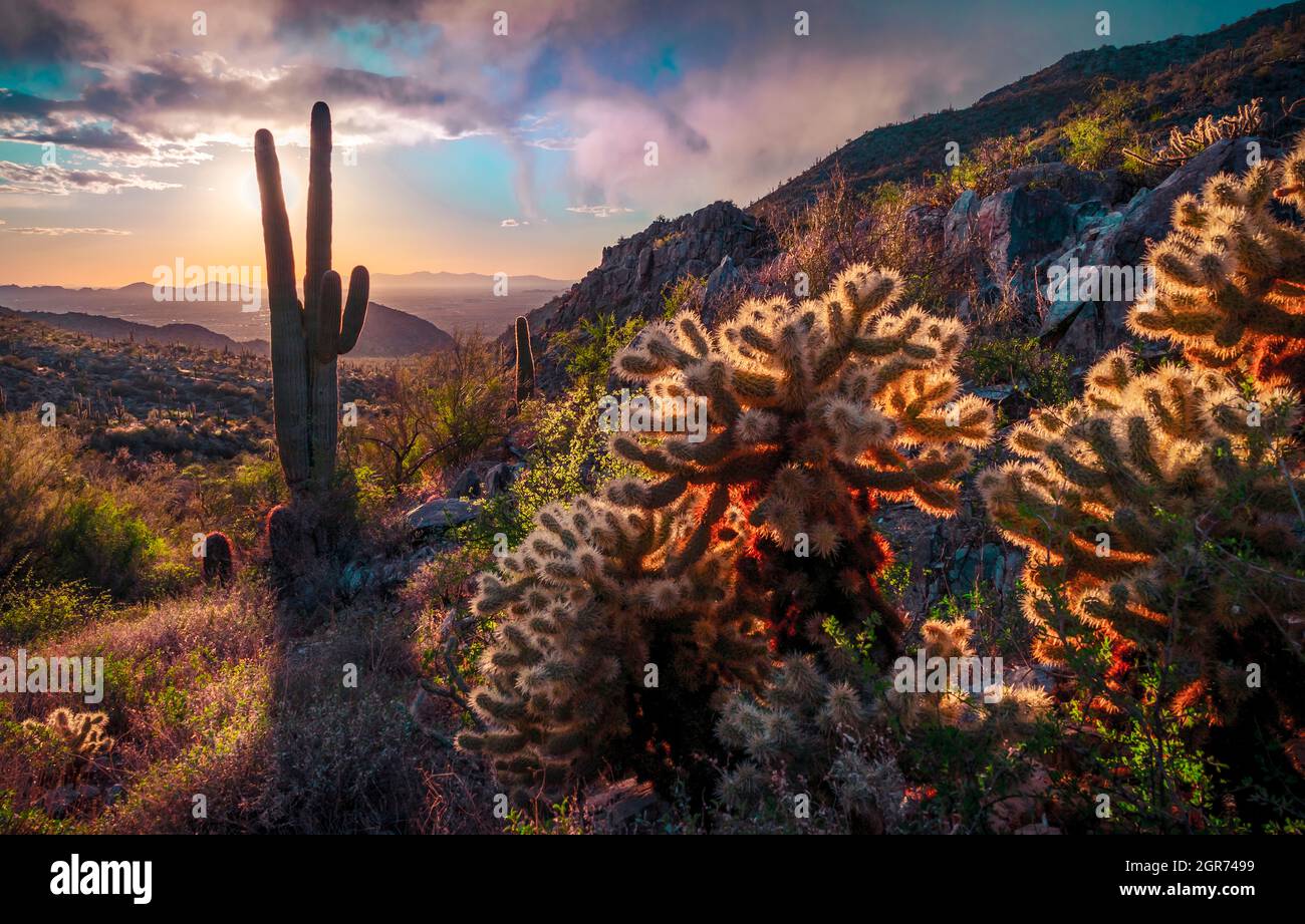 Cactus Plants Growing On Land Against Sky During Sunset Stock Photo