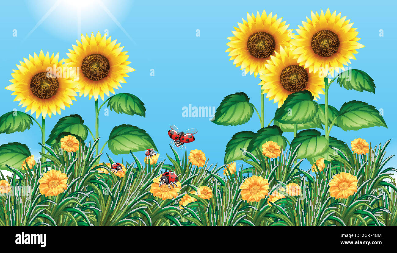 Sunflower field with ladybugs flying Stock Vector Image & Art - Alamy