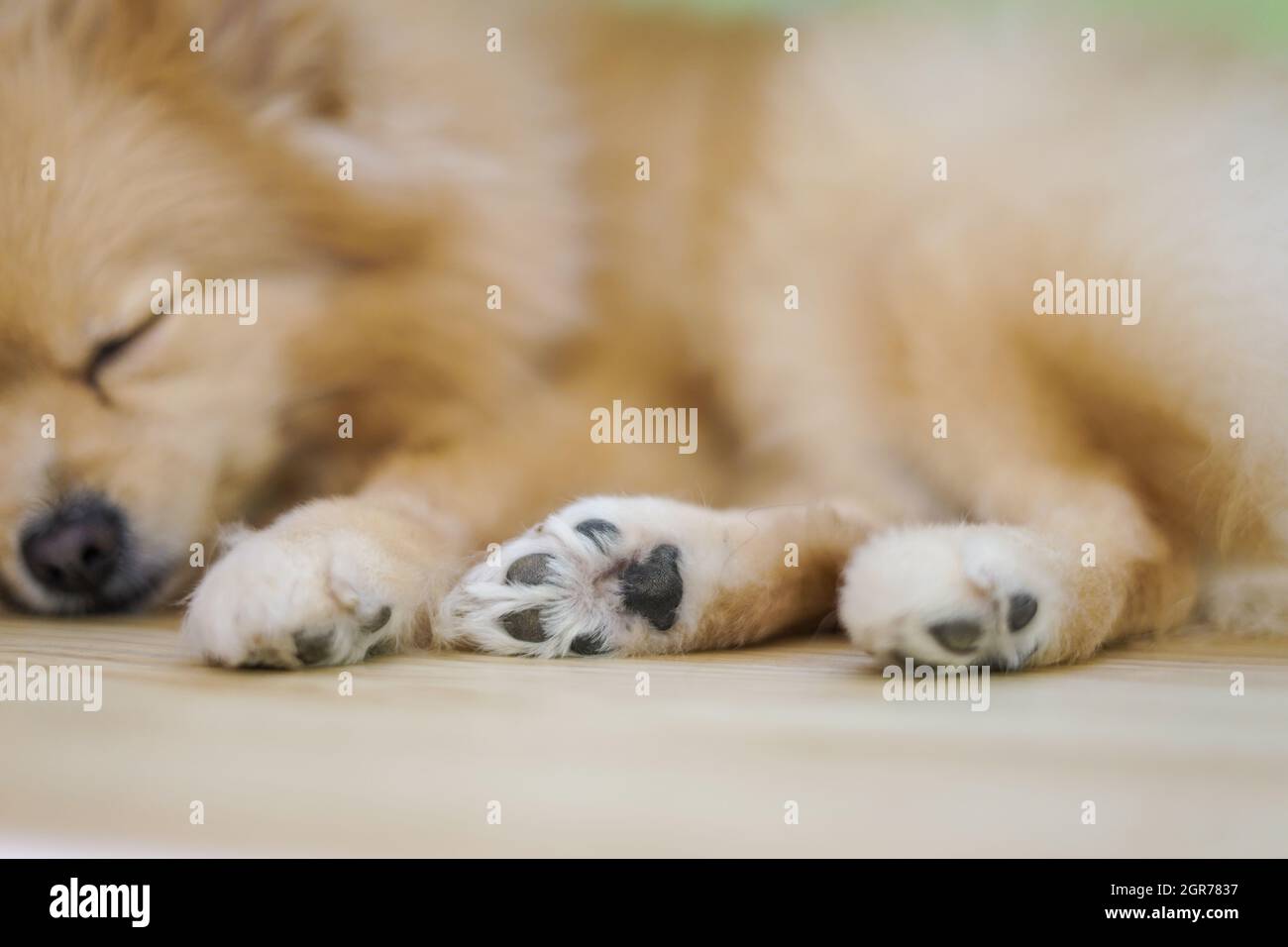 Pomeranian sleeping paws up hires stock photography and images Alamy