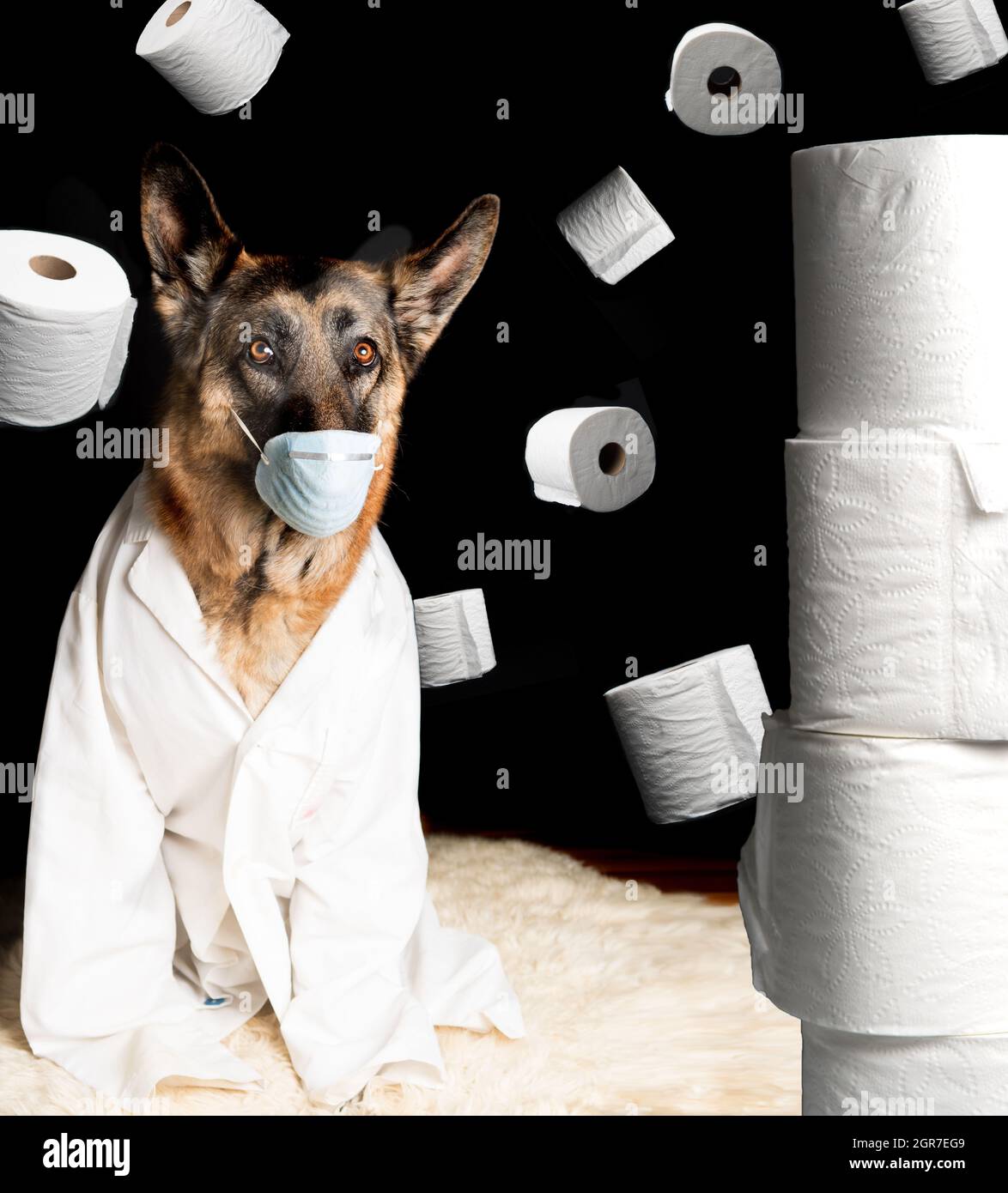 Dog Toilet Paper High Resolution Stock Photography and Images - Alamy