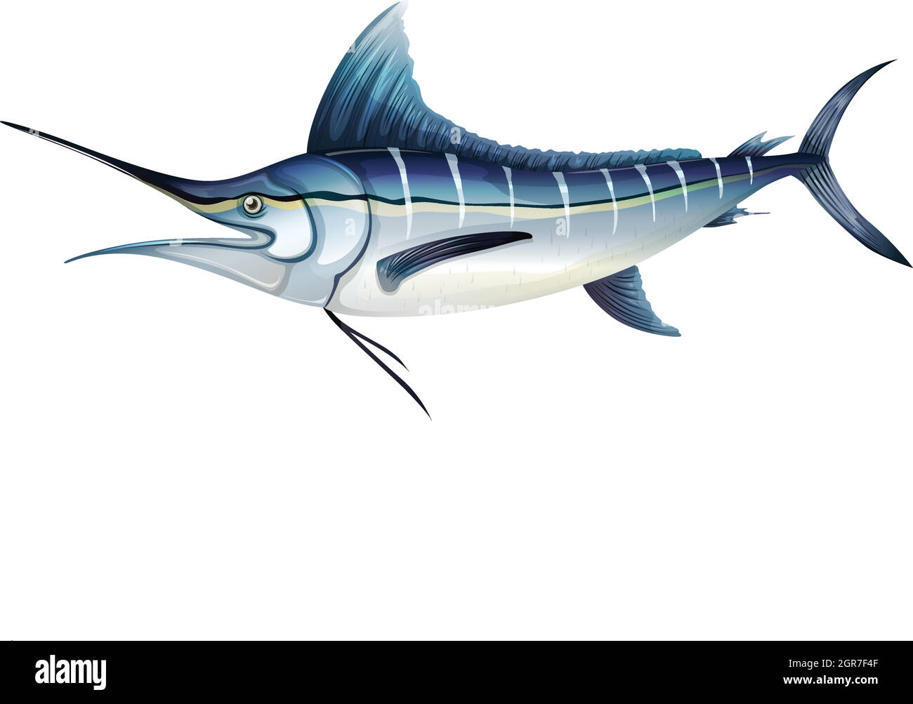 Atlantic blue marlin Stock Vector Image & Art - Alamy